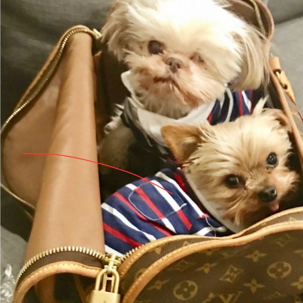 Authentic monogram Louis Vuitton pet carrier.